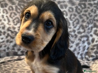 Cocker Spaniel dogs - Advert 8