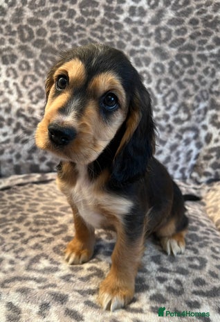 Cocker Spaniel dogs - Advert 1