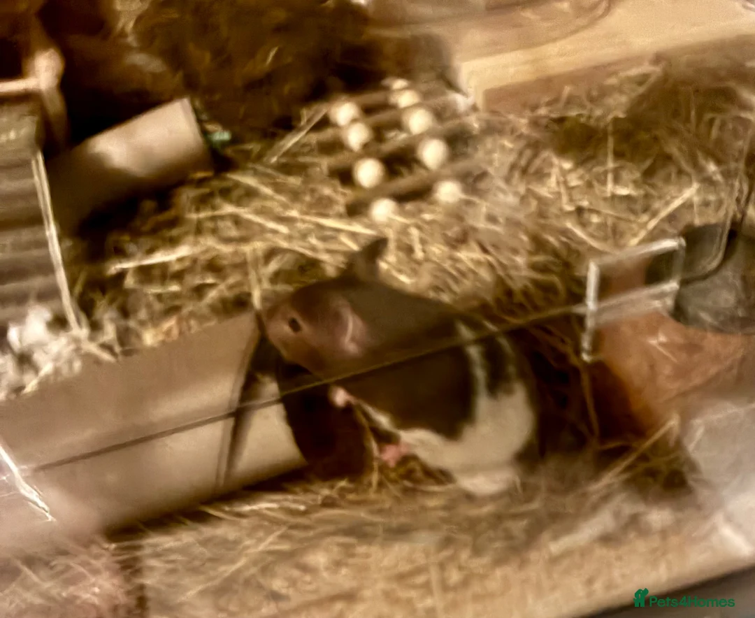 Hamster rodents for sale: Female hamster for sale in Barnsley - Advert 2