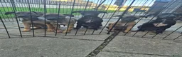 Whippet dogs for sale: Mixed Whippets  - Advert 14