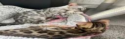 Bengal cats for sale: ‼️UPDATE ‼️Ready now TICA REGISTERED  - Advert 5