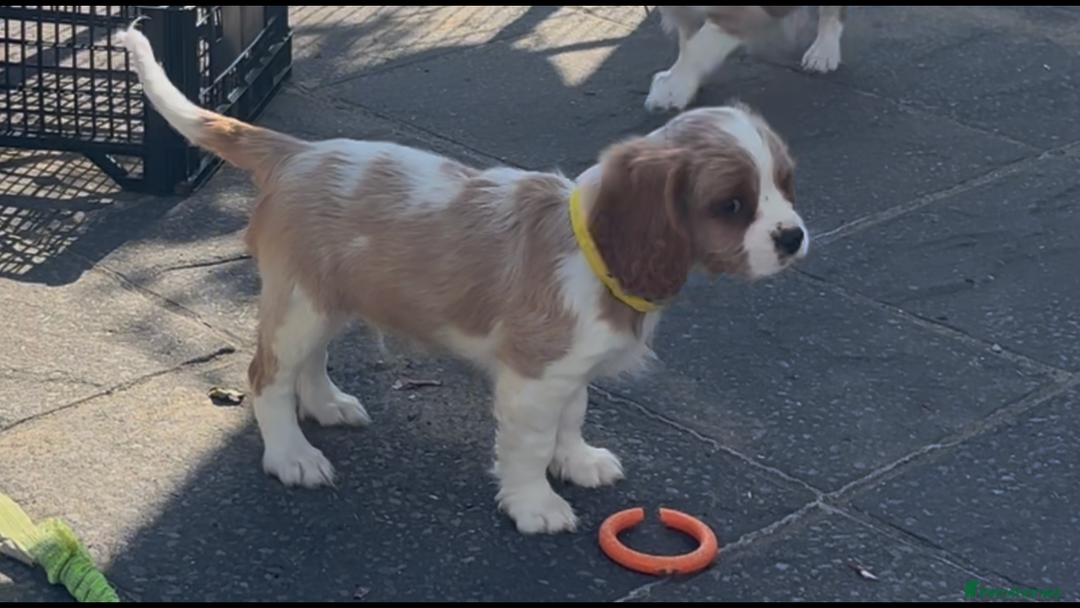 Cavalier King Charles Spaniel dogs for sale: Cavalier King Charles Spaniel  - Image 4