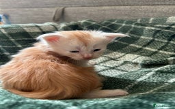 Maine Coon cats for sale: Beautiful rare colour pedigree Maine Coon kittens - Image 7