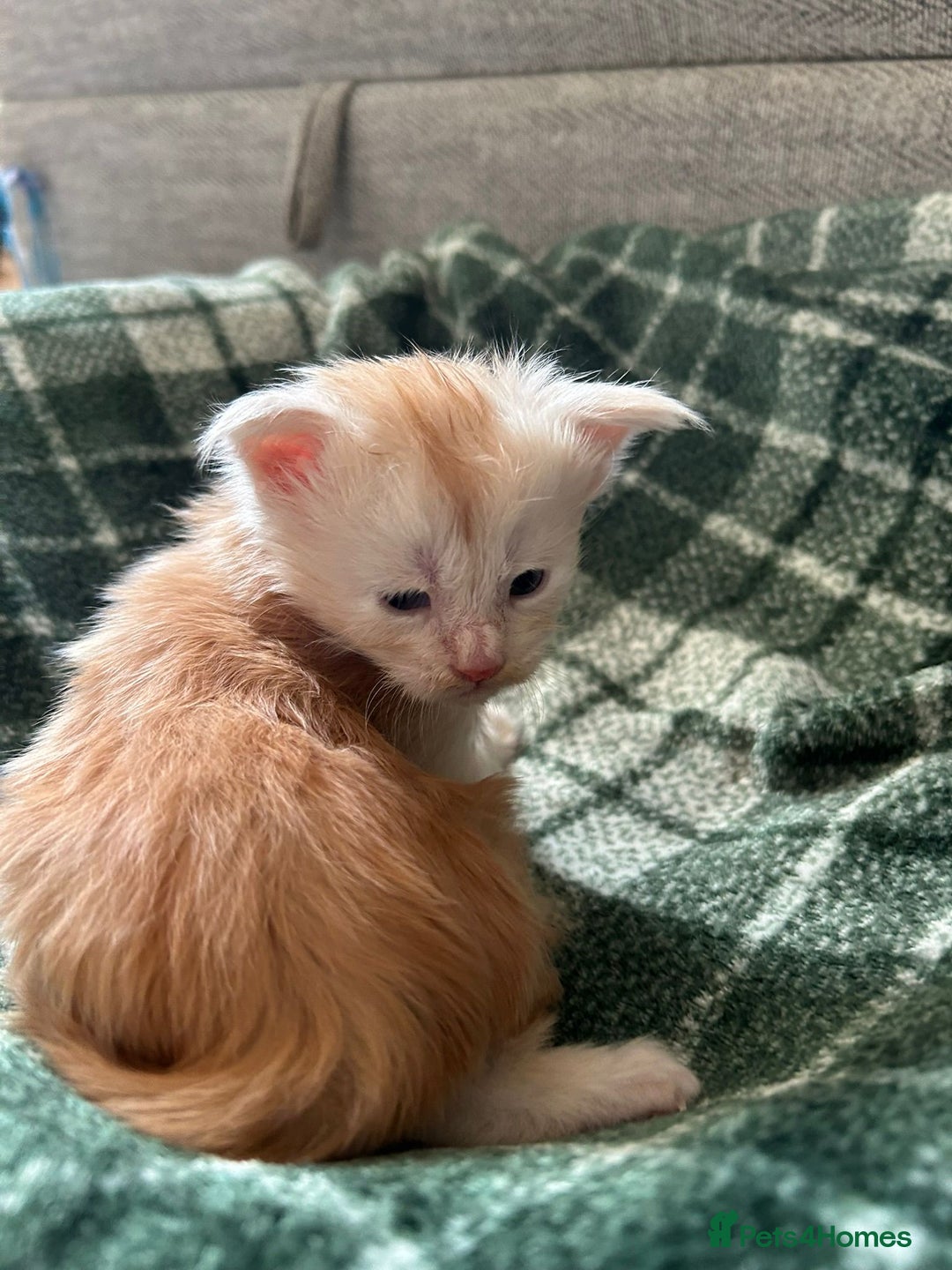 Maine Coon cats for sale: Beautiful rare colour pedigree Maine Coon kittens - Image 7