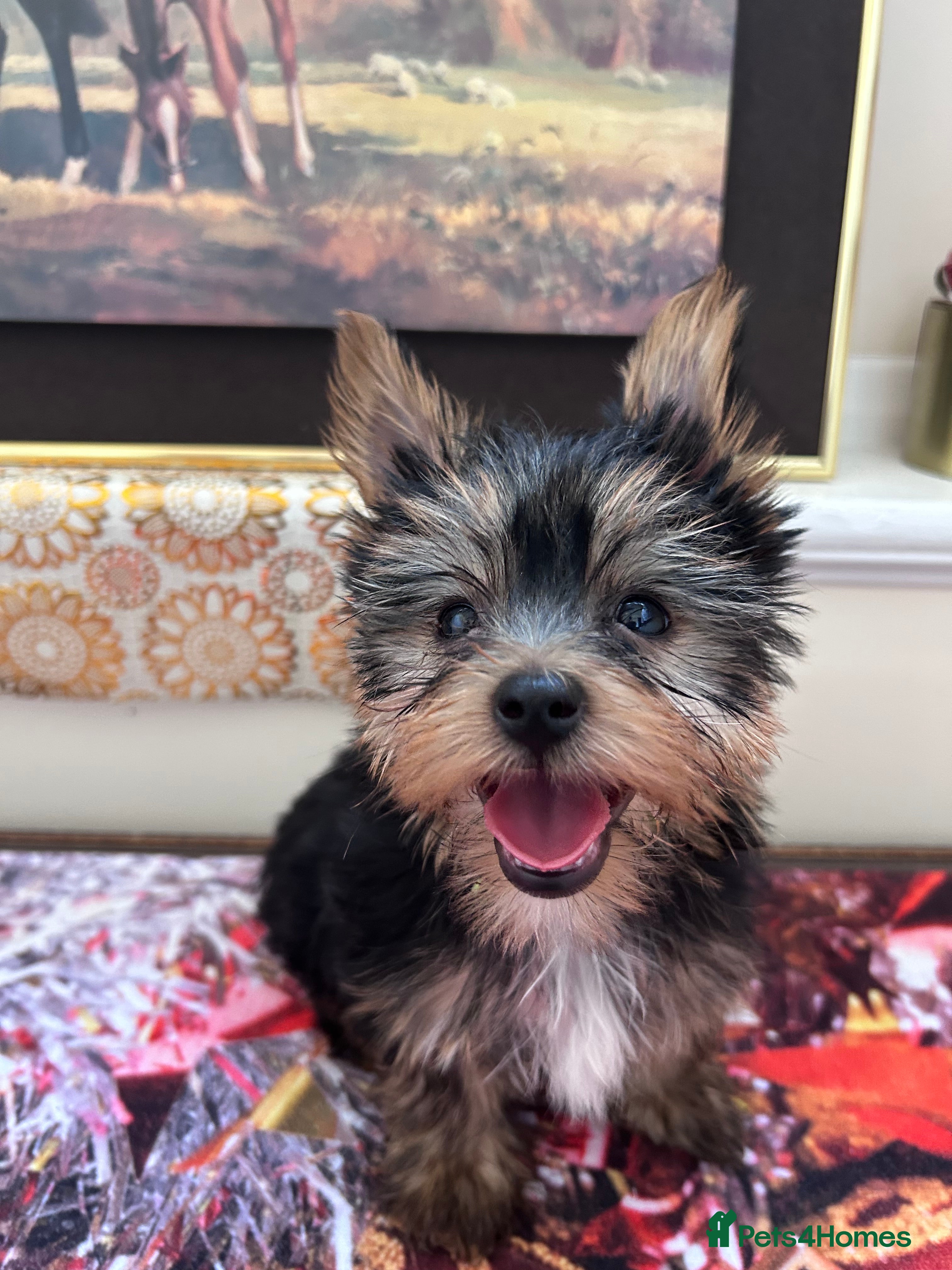 Yorkshire Terrier dogs Yorkshire Terrier puppiers - Advert 2