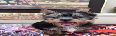 Yorkshire Terrier Puppy 2