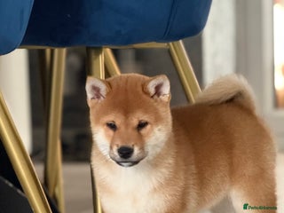 Japanese Shiba Inu dogs KC registered red Shiba Inu puppy clear DNA - Advert 3