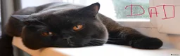 British Shorthair cats for sale: Beautiful boy Chinchilla  - Advert 4