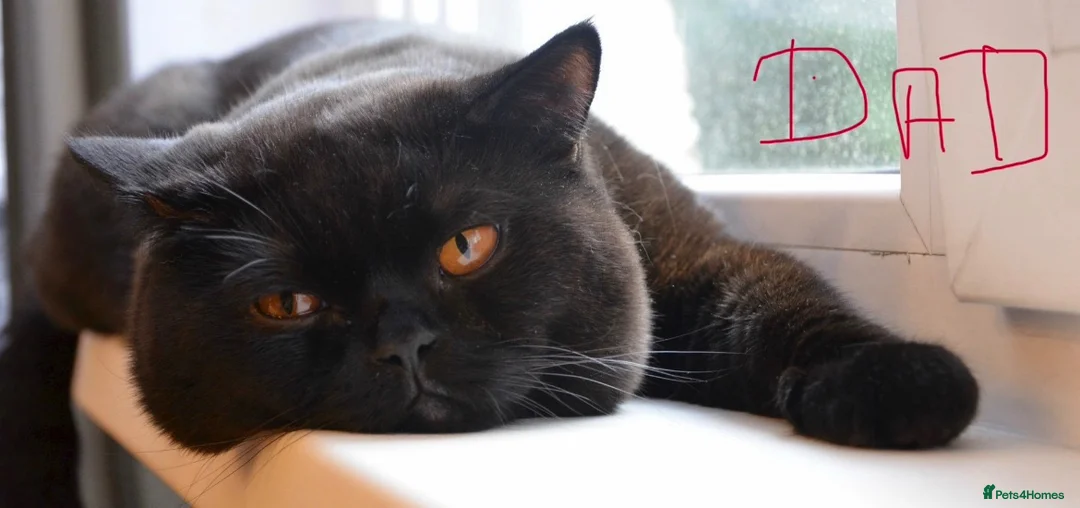 British Shorthair cats for sale: Beautiful boy Chinchilla  - Advert 4