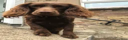 Cocker Spaniel dogs for sale: KC Registered Working Cocker Spaniel Puppies - Advert 7