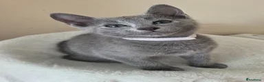 Russian Blue Kitten 1