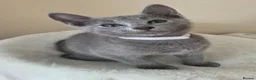 Russian Blue cats for sale: Two ⚜️Russian Blue Kittens – TICA Registered⚜️ - Advert 4