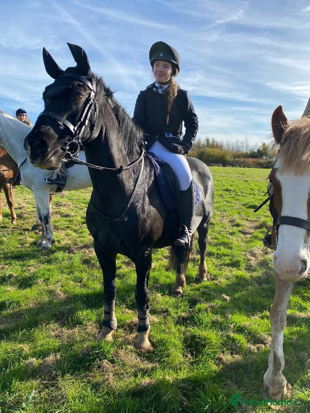 Welsh Section D horses for sale: Genie Welsh Section D 14.2 mare pony club in Burton-on-Trent - Advert 2