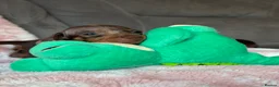 Miniature Dachshund dogs for sale: Beautiful kc registered miniature dachshund pups - Advert 34