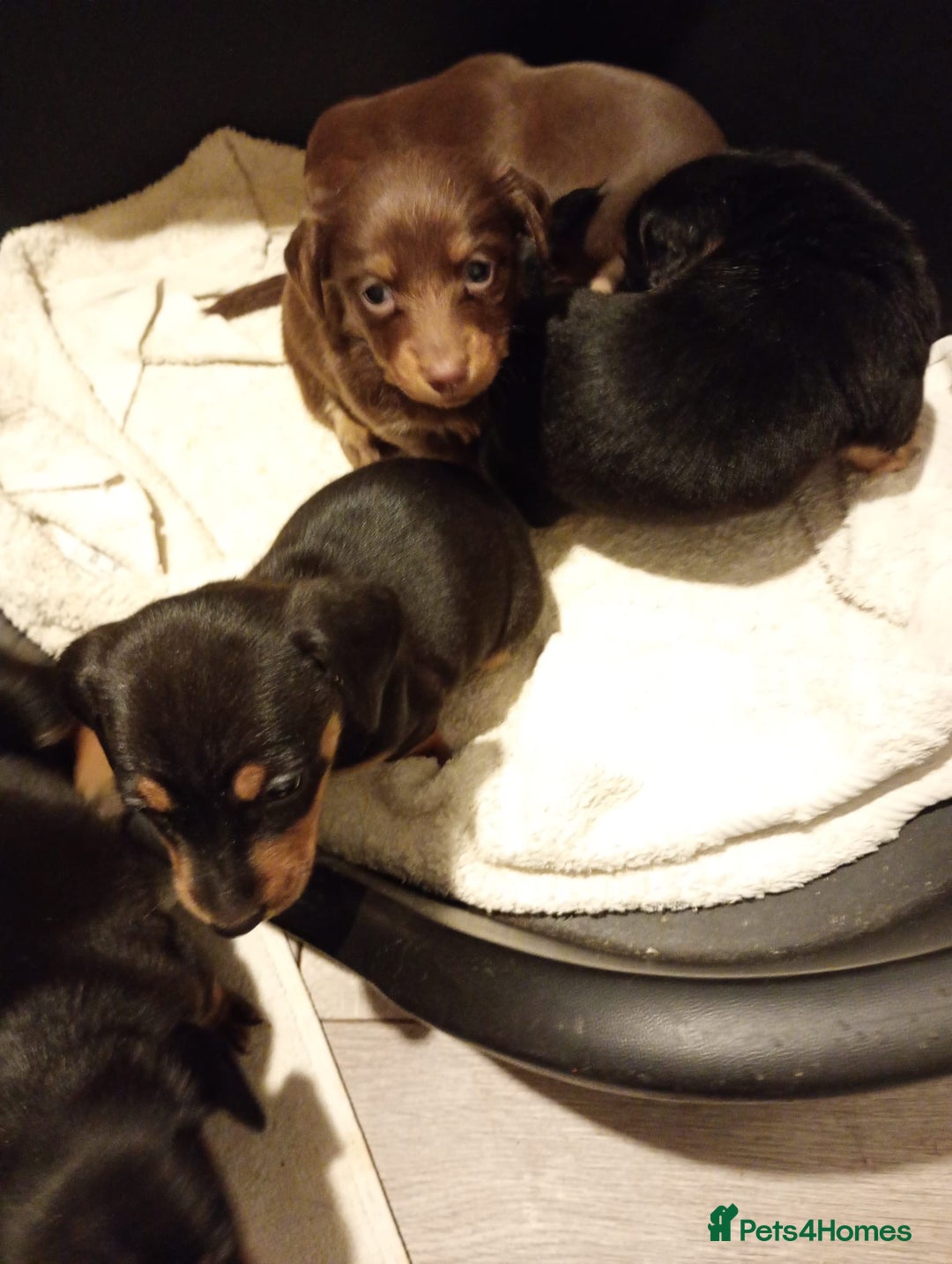 Dachshund dogs for sale: 7 long and short haired dachshunds for sale - Advert 4