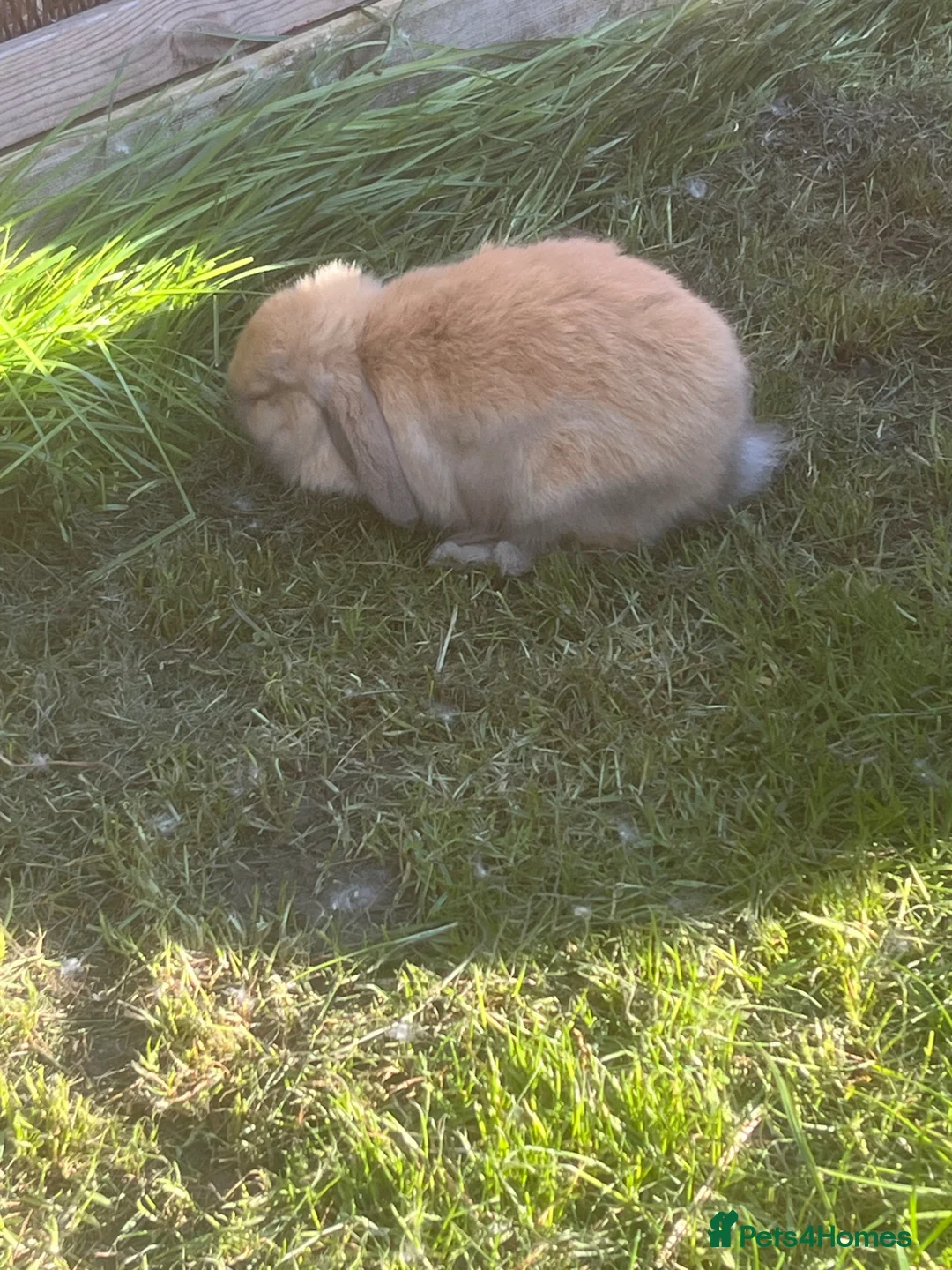 Mini Lion Lop rabbits for sale: Mini lop x lion head  - Advert 17