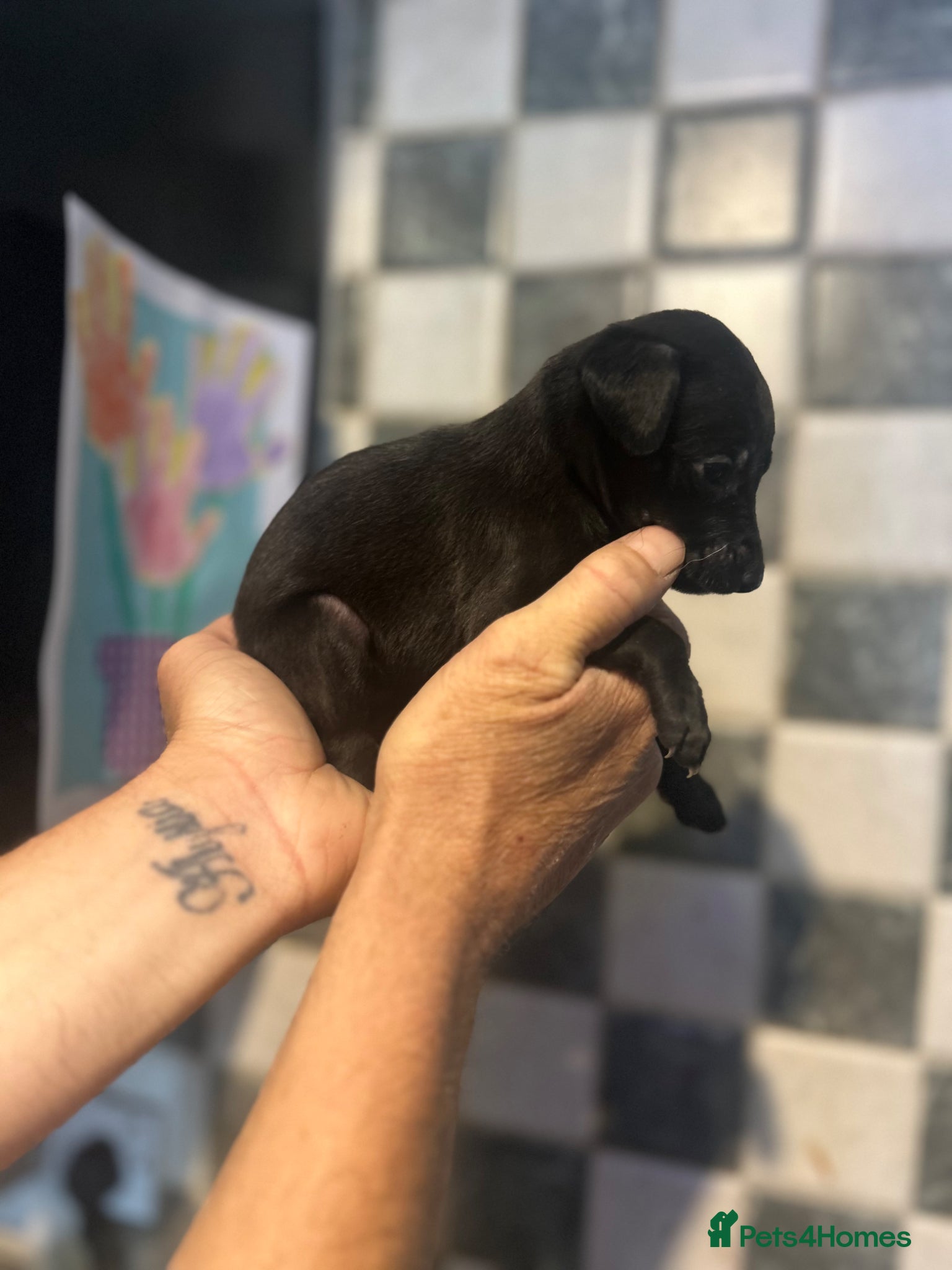 Mixed Breed dogs for sale: 11 gorgeous bedlington whippet pups  - Advert 13