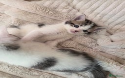Mixed Breed cats for sale: 6 beautiful kittens left for sale  - Image 8