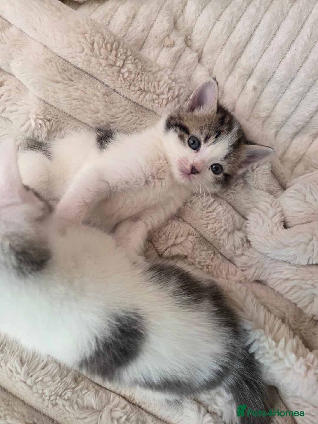Mixed Breed cats for sale: 6 beautiful kittens left for sale  - Image 8