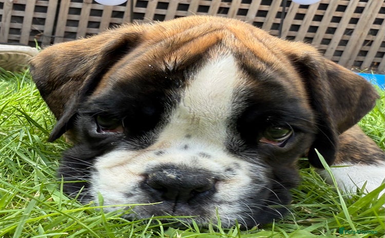 Boxer dogs - Advert 1