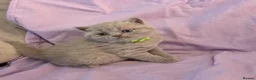 British Shorthair cats for sale: British shorthair kittens - Advert 21