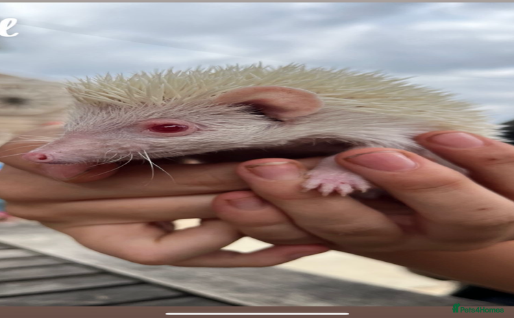 Pygmy Hedgehog rodents - Advert 3