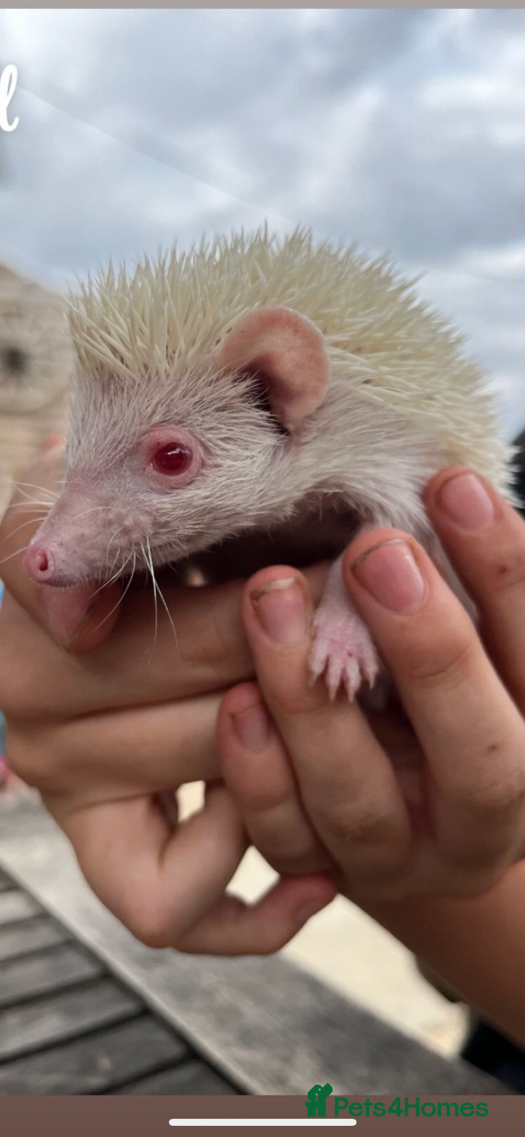 Pygmy Hedgehog rodents for sale: Albino African Pygmy hedgehogs  - Image 1