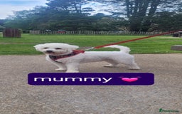Bichon Frise dogs for sale: Last boy bichon frise pup 🩵 11 weeks old  - Image 8