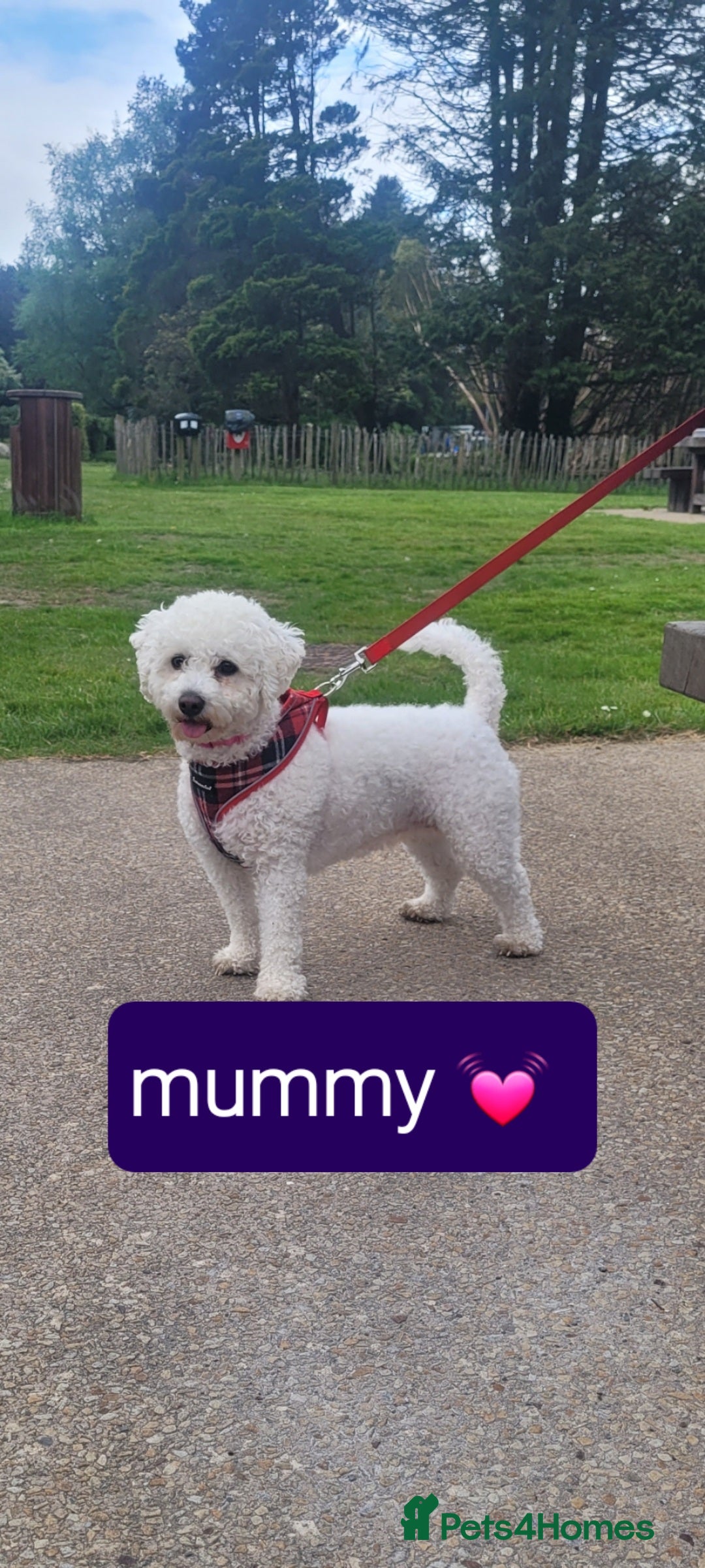 Bichon Frise dogs for sale: Last boy bichon frise pup 🩵 11 weeks old  - Image 8