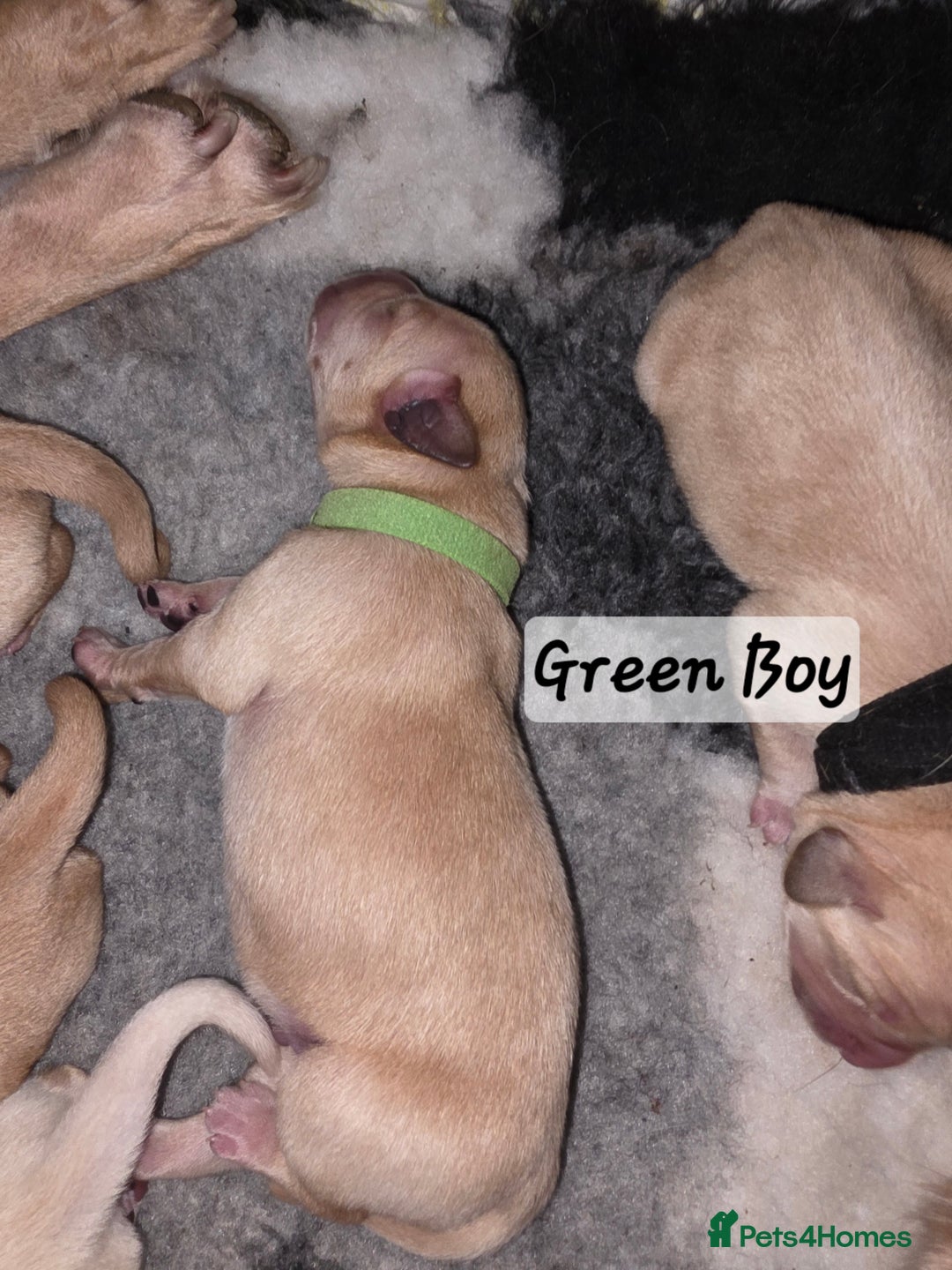 Labrador Retriever dogs for sale: Gorgeous Labrador puppies - Advert 15