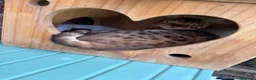 Bengal cats for sale: Retired Bengals - Various - Advert 10