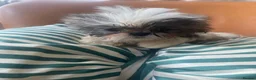 Shih Tzu dogs for sale: Beautiful imperial shihtzu pups for sale  - Advert 8