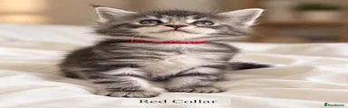 Maine Coon 2