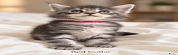 Maine Coon cats for sale: Maine Coons. Russian & E. European Champion Lines in London - Advert 6