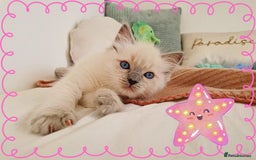 Ragdoll cats for sale: Top-Quality Pedigree Ragdoll Kittens - 3 AVAILABLE - Image 6
