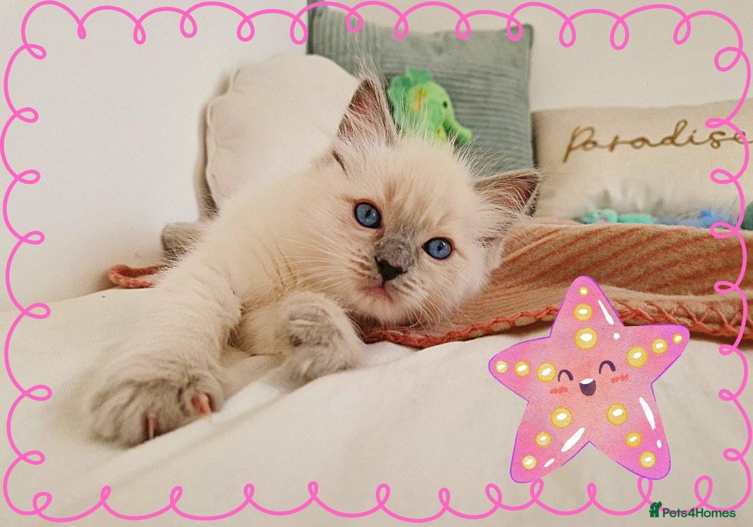 Ragdoll cats for sale: Top-Quality Pedigree Ragdoll Kittens - 3 AVAILABLE - Image 6