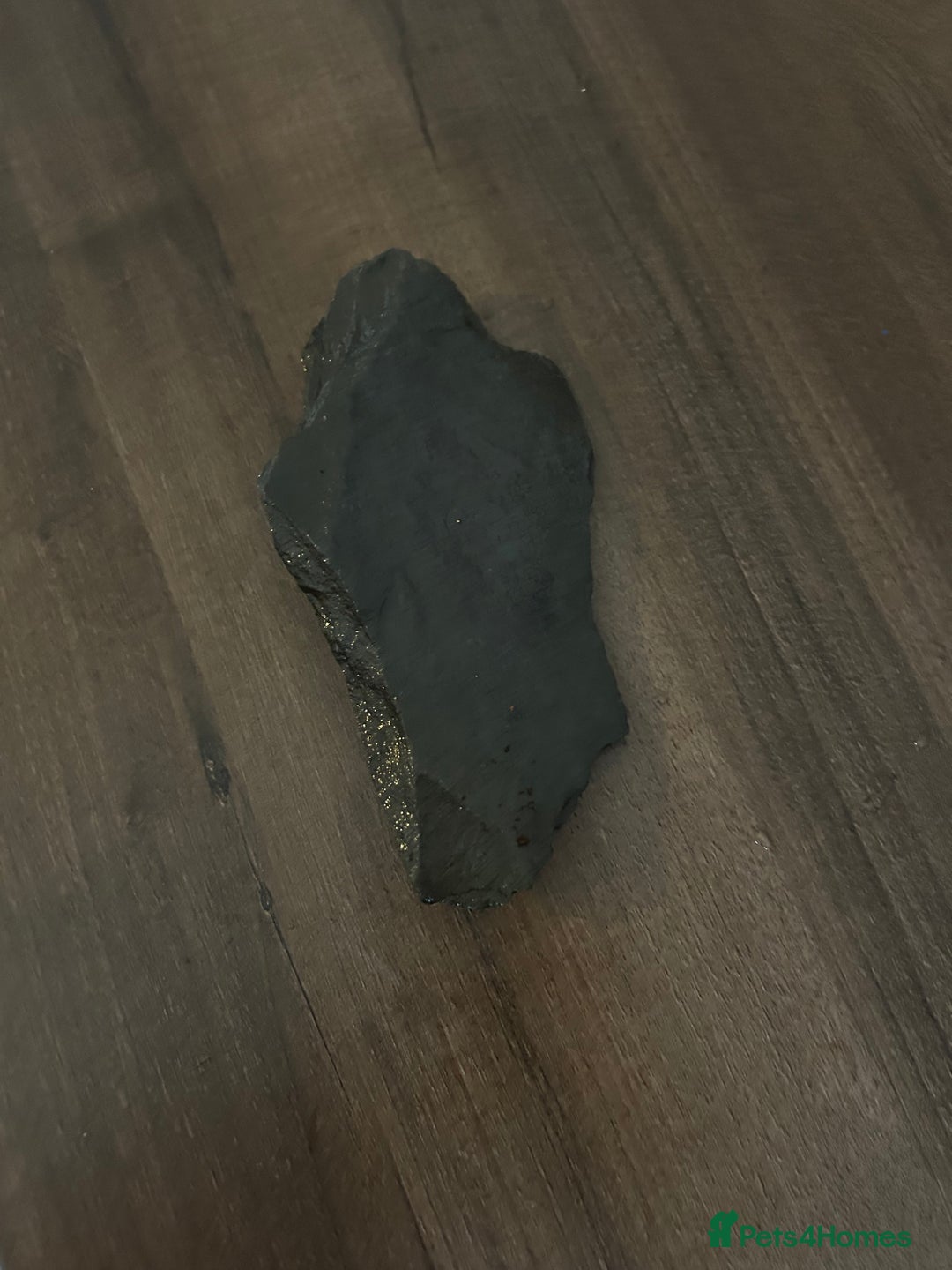 Leopard Gecko reptiles for sale: Male leopard gecko and all equipment  - Image 17