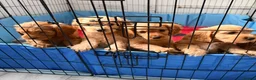 Cavapoo dogs for sale: Cavapoos puppies for sale  - Advert 10