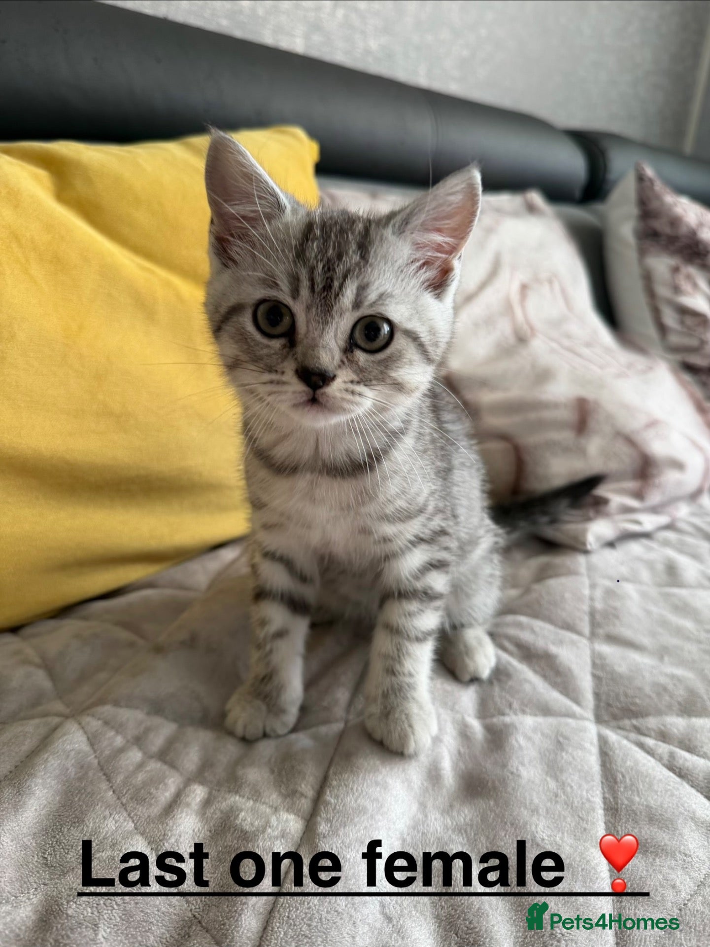 Scottish Fold cats Adorable Scottish Fold & Straight Kittens  - Advert 7