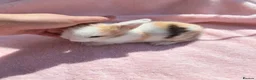 Mini Lion Lop rabbits for sale: Breeding pair of mini lion lops plus babies - Advert 8