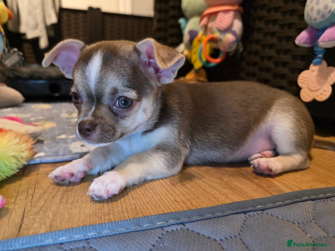 Chihuahua dogs for sale: Chihuahua Puppies 20TH  READY TO GO  - Advert 12