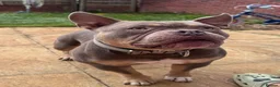 American Bully dogs for sale: Pocket/Mirco bully  - Advert 5