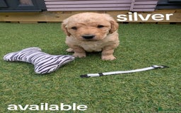 Goldendoodle dogs for sale: golden doodle puppies - Image 5