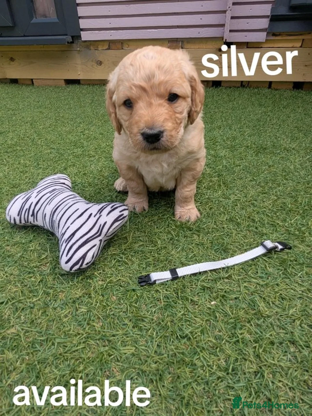 Goldendoodle dogs for sale: golden doodle puppies - Advert 5