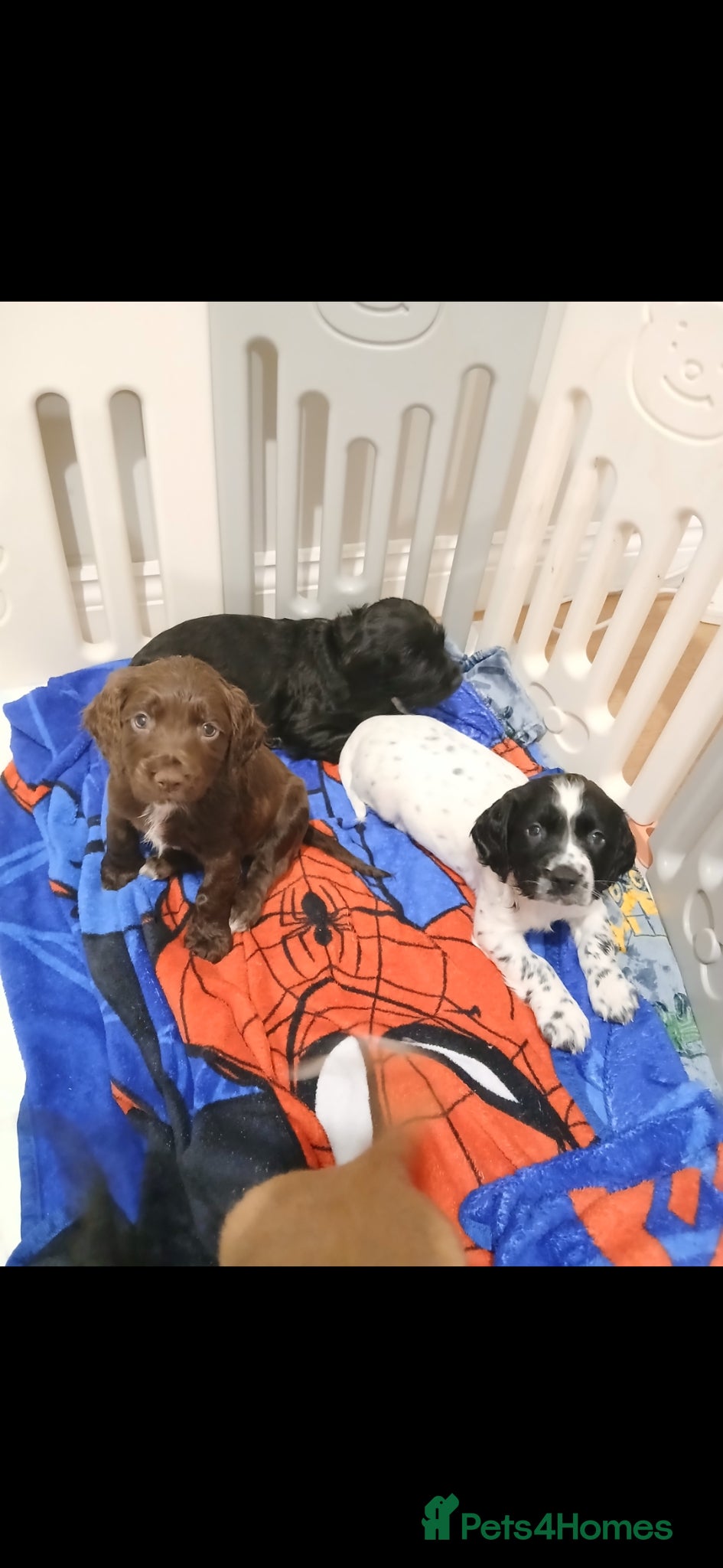 Cocker Spaniel dogs Beautiful pedigree cocker spaniel puppies  - Advert 18