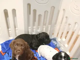 Cocker Spaniel dogs Beautiful pedigree cocker spaniel puppies - Advert 18