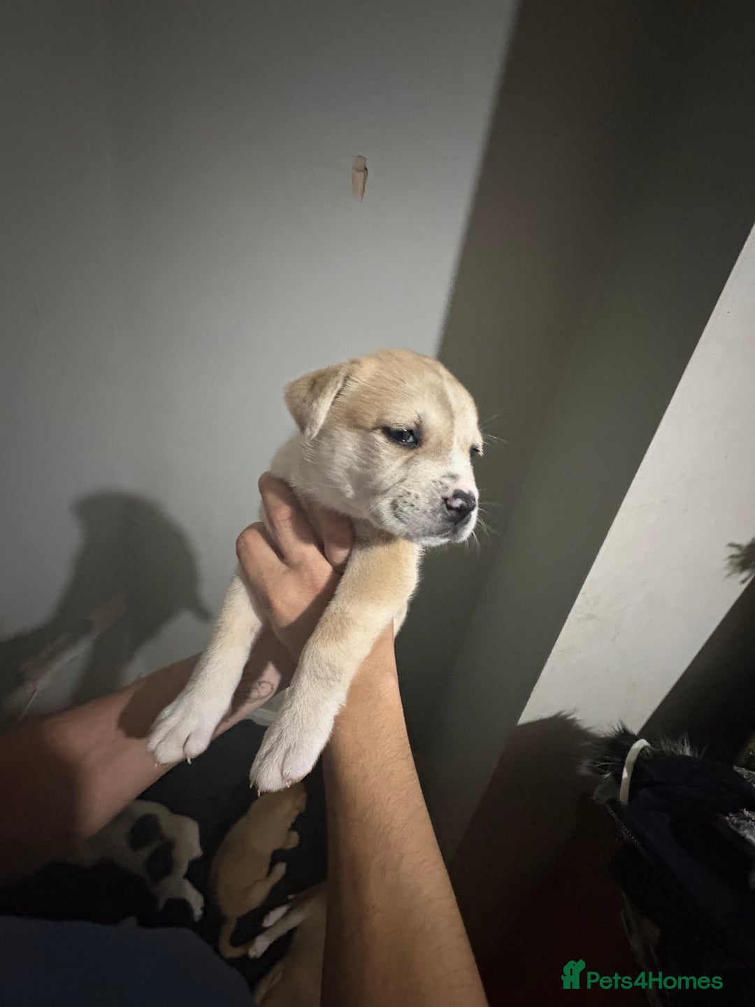 Mixed Breed dogs for sale: american akita  - Advert 5