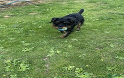 Mixed Breed dogs for adoption: Sally - Norwich Norfolk  - Image 9
