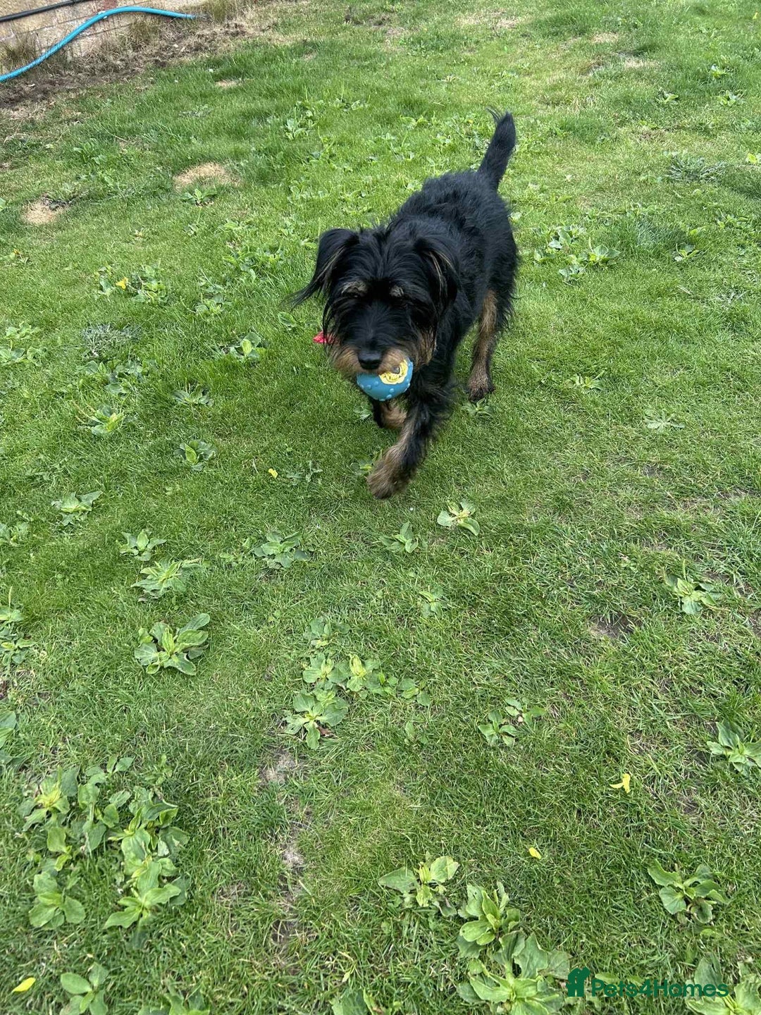 Mixed Breed dogs for adoption: Sally - Norwich Norfolk  - Image 9