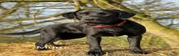 Labrador Retriever dogs for sale: 8 beautiful chunky black KC registered puppies - Advert 25
